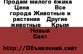 Продам милого ёжика › Цена ­ 10 000 - Все города Животные и растения » Другие животные   . Крым,Новый Свет